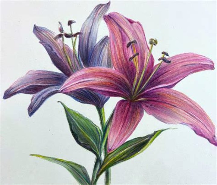 Flower Trend Meaning On TikTok: Flower Drawing With Color Videos Explained