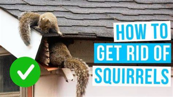 How to get rid of squirrels naturally