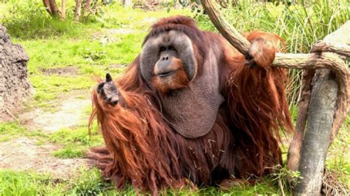 Rudi Valentino, North America’s oldest male orangutan dies at 45