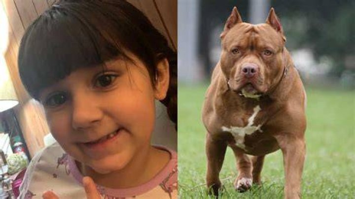 What happened to Sadie Davila? Louisiana 7-year-old tragically dies after pitbull attack
