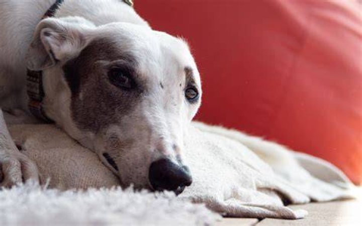 What happens if greyhound loses your bag