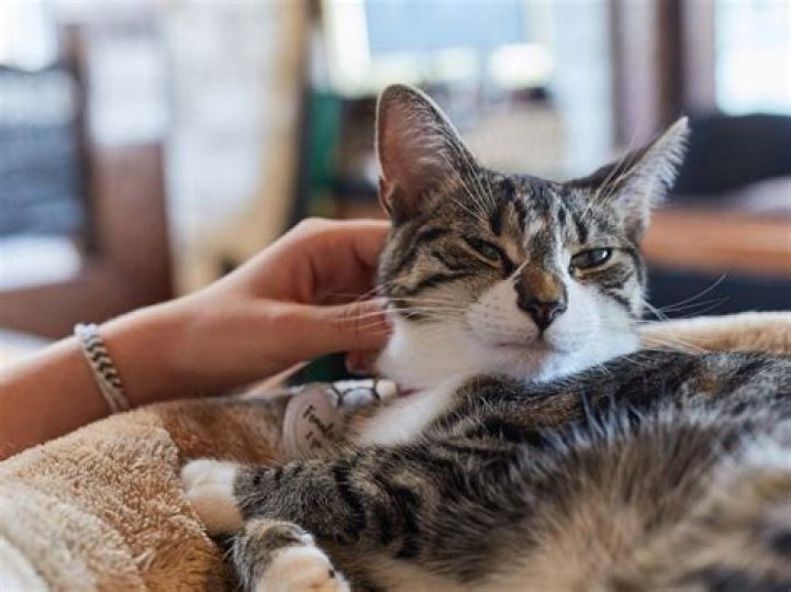Who Is Supertf Girlfriend? Meet Tabby Cat On Instagram